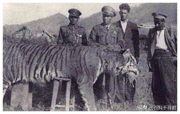 如何让灭绝的物种复活,怎样才能复活灭绝后的动物