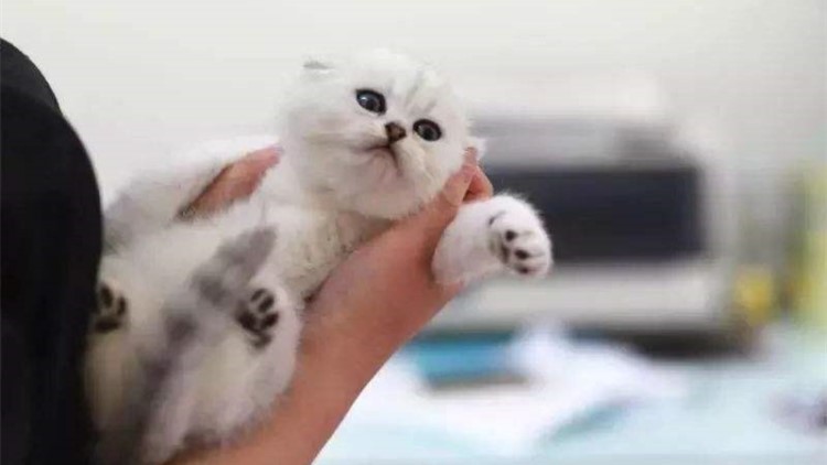 猫咪头部受伤结疤如何防止抓破,猫咪后腿受伤骨头露出来了怎么办