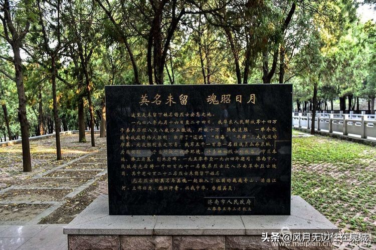 济南秋天的法国梧桐,济南一颗梧桐树