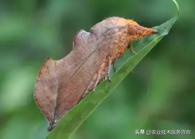 柑橘虫害高清图谱及防治方法,柑橘虫害物理消灭