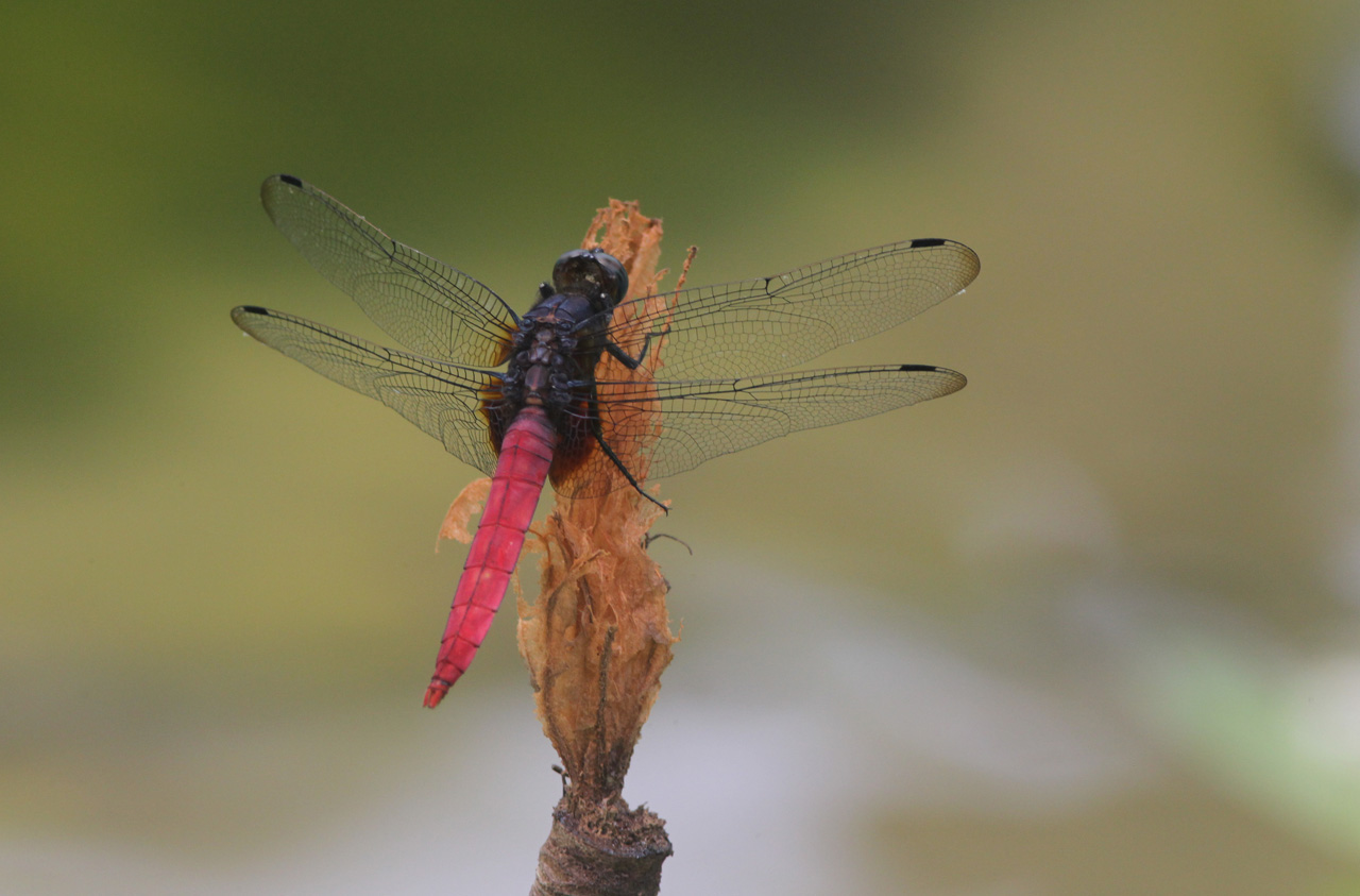 佳能1d4哪年发布的,佳能1d4还值不值得买