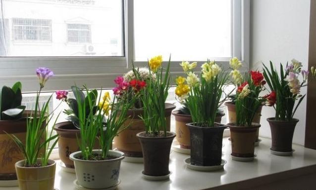 绿萝吊兰适合水栽吗,绿萝吊兰养在鱼缸