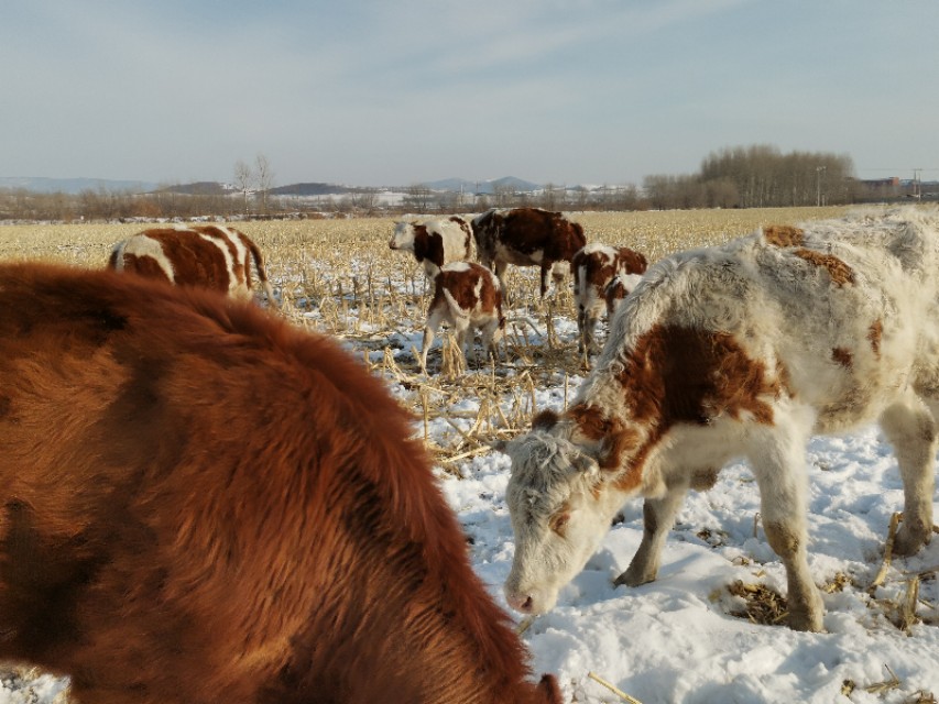 牛虱子怎么预防发病,牛快下崽了身上有虱子怎么办