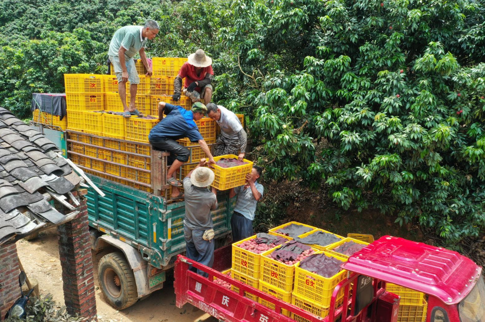 荔枝助农增收,荔枝助农大丰收