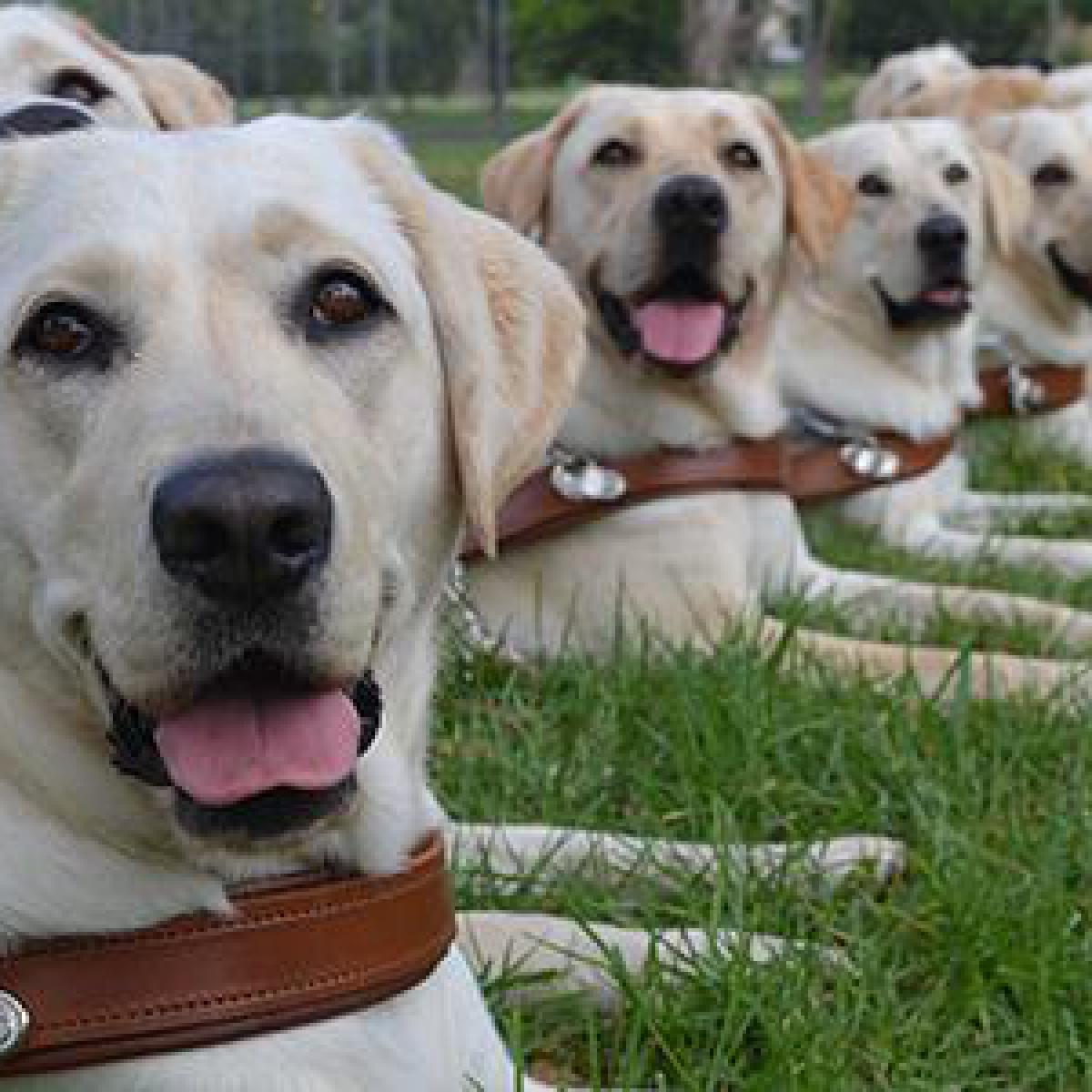 了解导盲犬的一生,导盲犬和宠物有什么区别