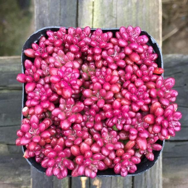 萌新养不养香菱,萌新不敢去肥的地方怎么办