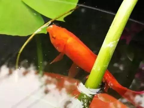 胡同里的日常生活,胡同里的北京生活