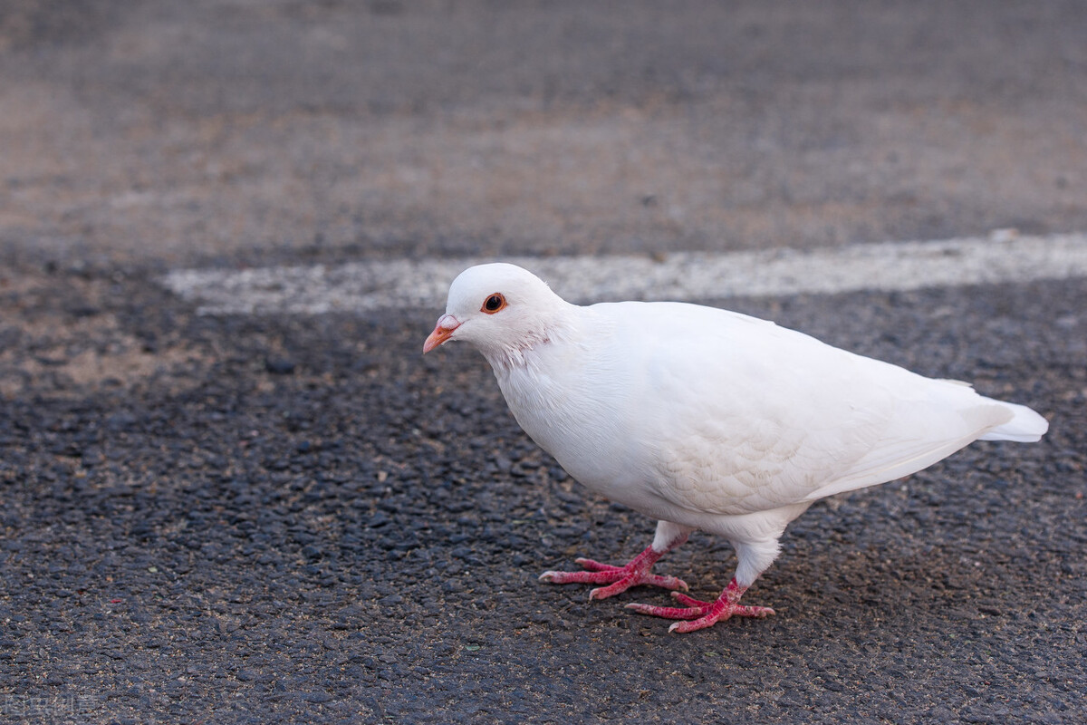 鸽子拉水便吃什么药好得快,鸽子拉水便和绿便怎样治疗