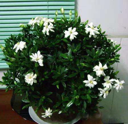 送给喜欢种花的人什么礼物,想养花却把花养死