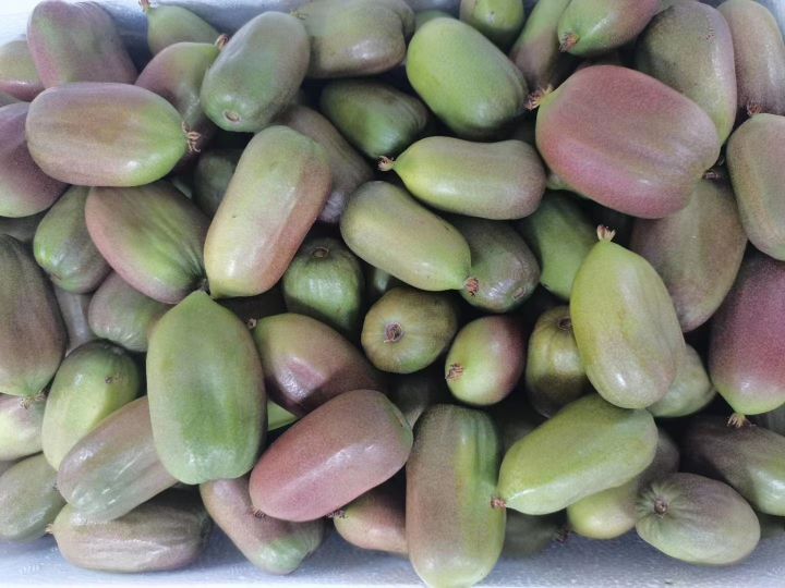 开口笑松子大颗粒,开口笑榛子和松子