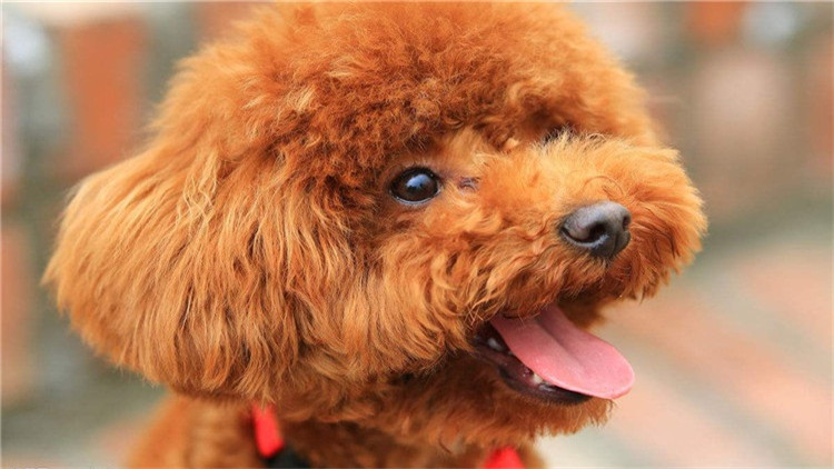 如何帮泰迪度过尴尬期,如何给泰迪立规矩