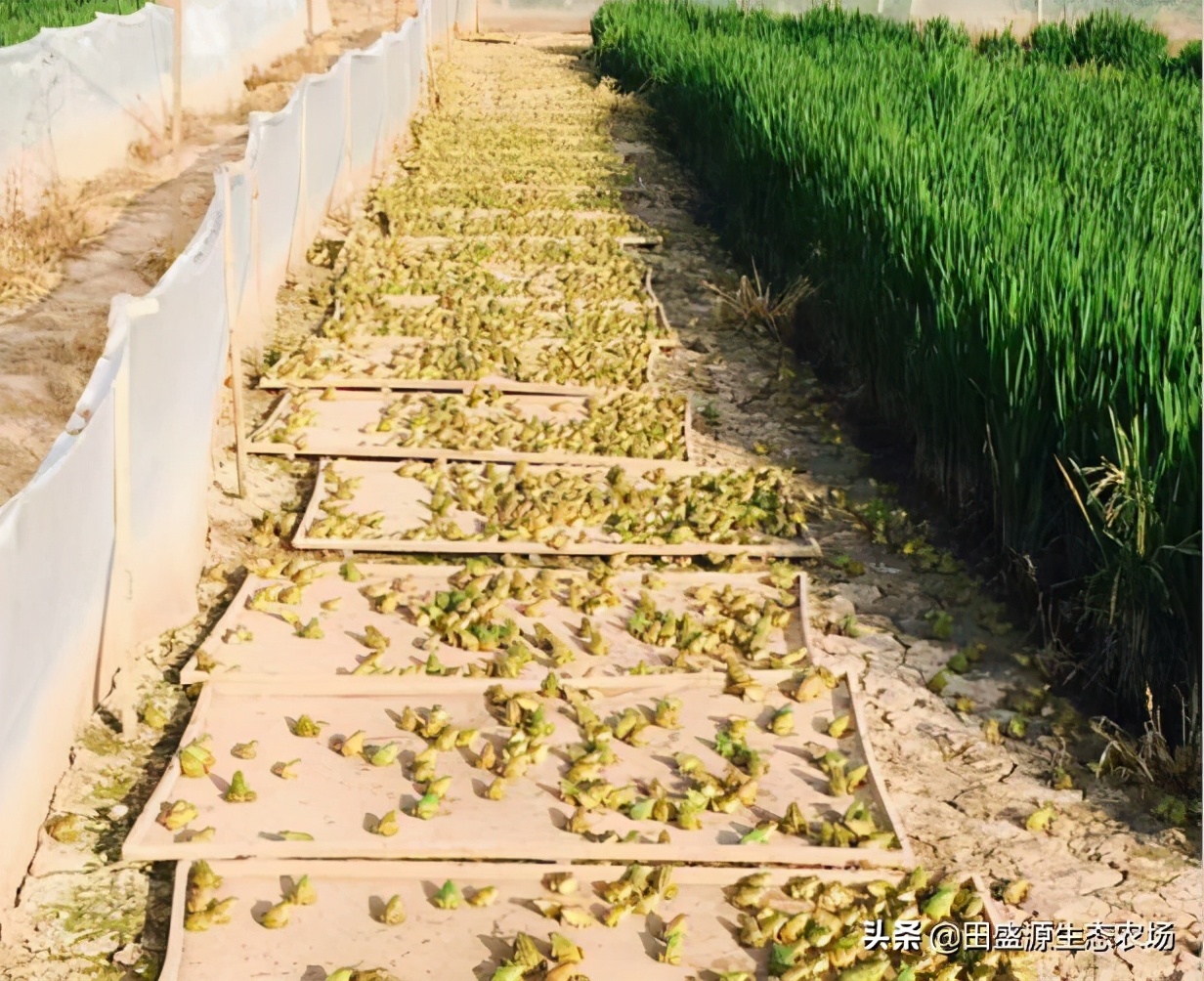 特种养殖和中药材种植怎么选？农村创业的致富经