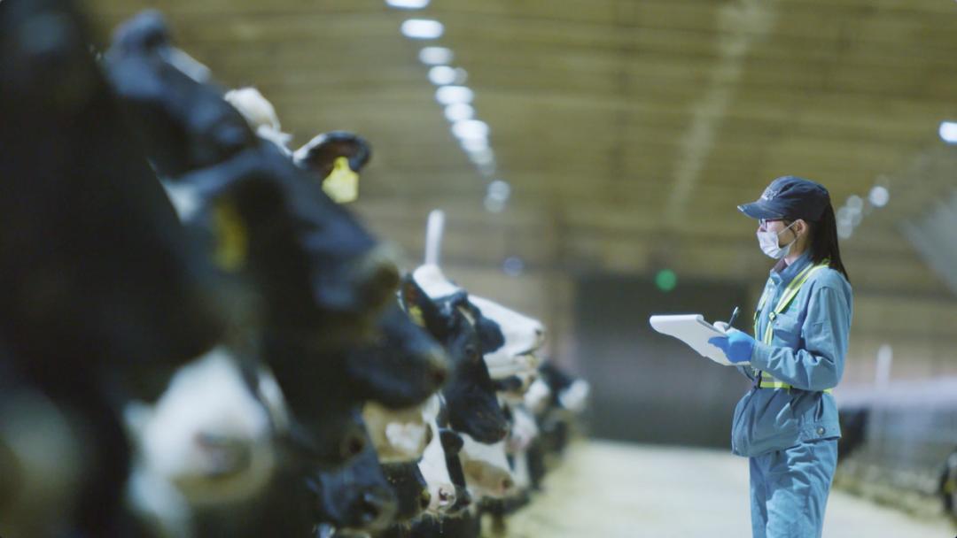 一头奶牛的自述,一头奶牛全年平均产多少斤奶