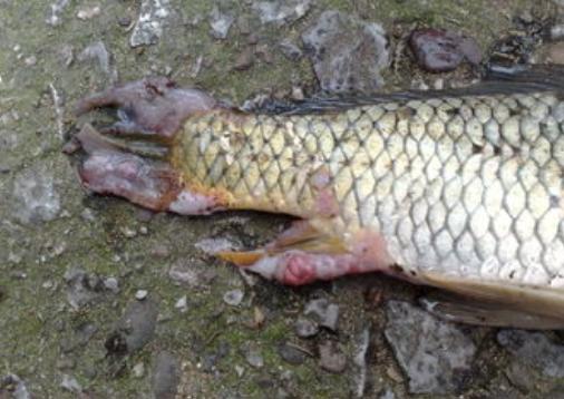 鱼类生病症状图片,天气热鱼塘死鱼是什么原因造成的