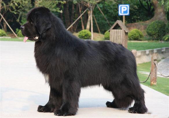 世界上一百种狗的图片,世界十种名贵狗