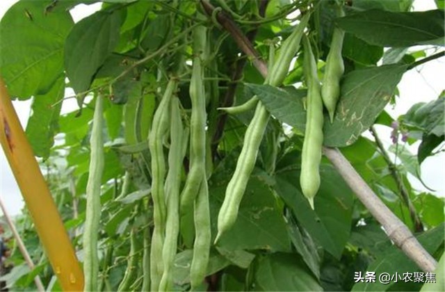 芸豆双株栽培有什么优点和缺点,芸豆移苗栽培还是下种栽培好