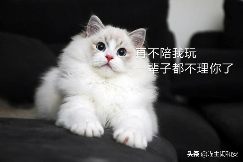 猫咪自发性膀胱炎如何预防,猫咪为什么会有自发性膀胱炎