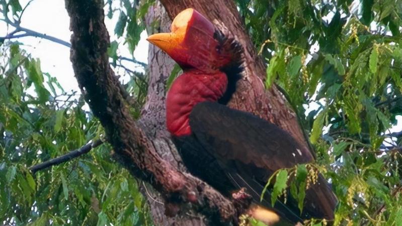 头骨最值钱鸟,头骨很珍贵的鸟