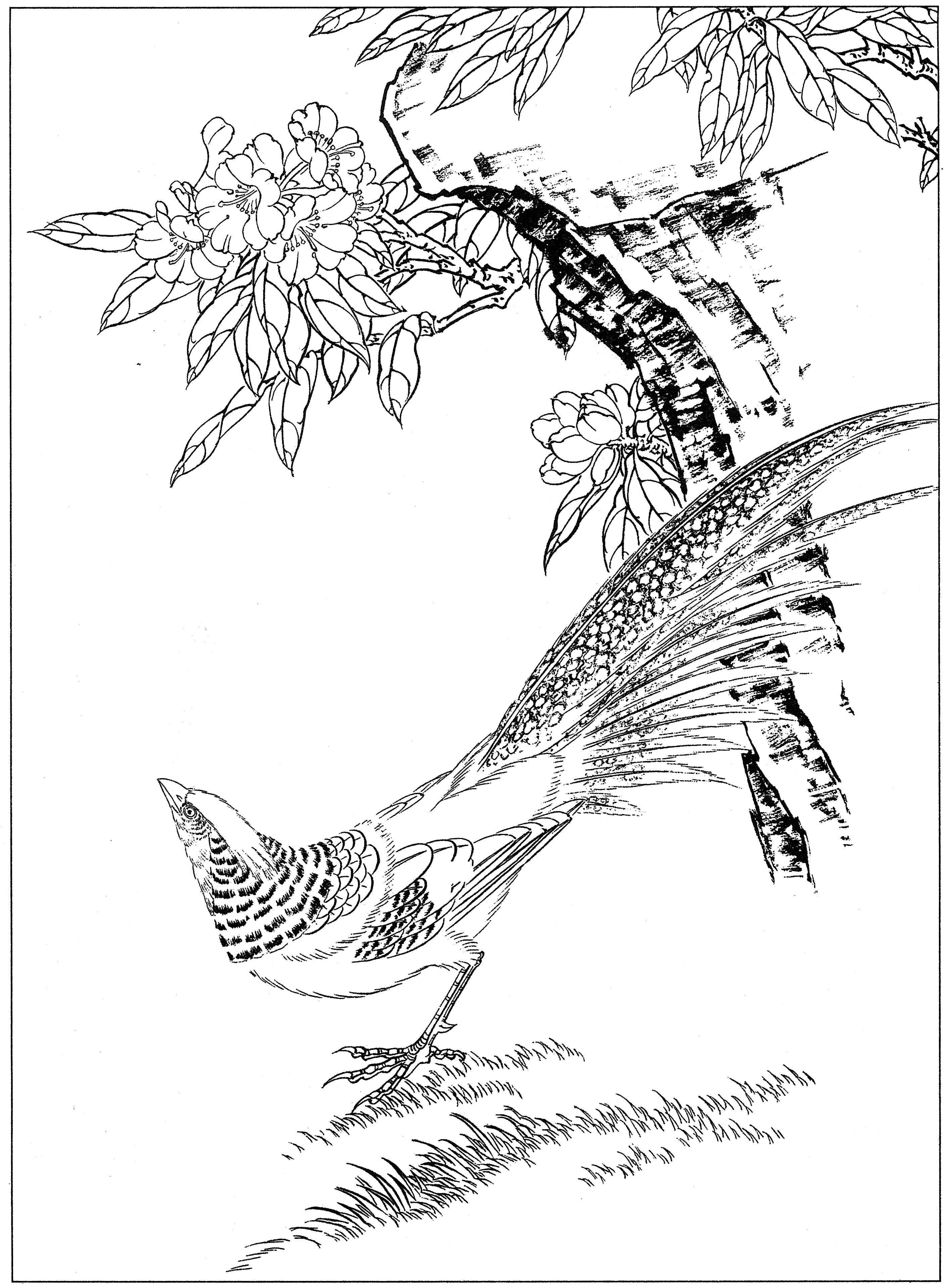 白描鸡图片大全,鸡的工笔画法
