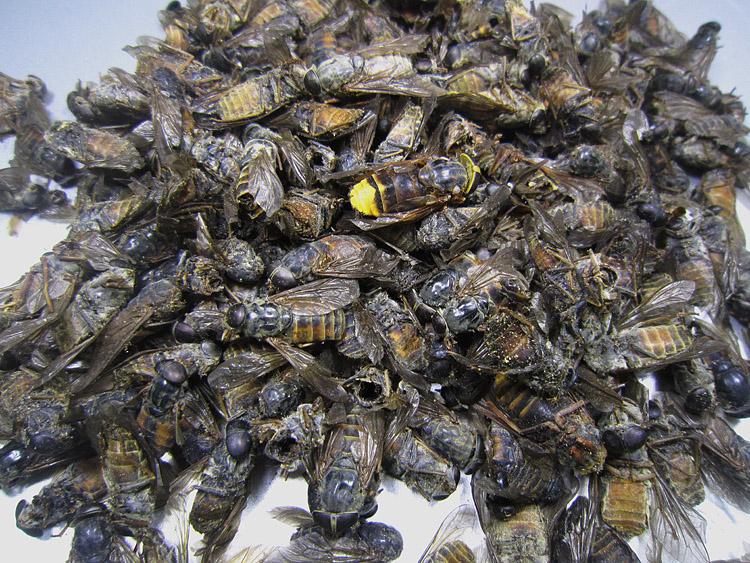 络脉瘀阻怎么治疗,疏通络脉的中成药