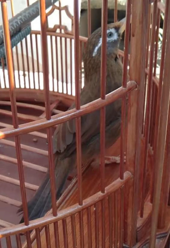 笼养鸟怎么清理鸟笼,笼养鸟长了螨虫怎么治疗