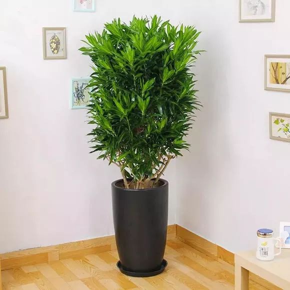 十种像文竹一样的植物,类似竹不叫竹的绿植都有什么