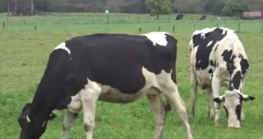 中国代购澳洲产品,澳大利亚奶粉滞销原因