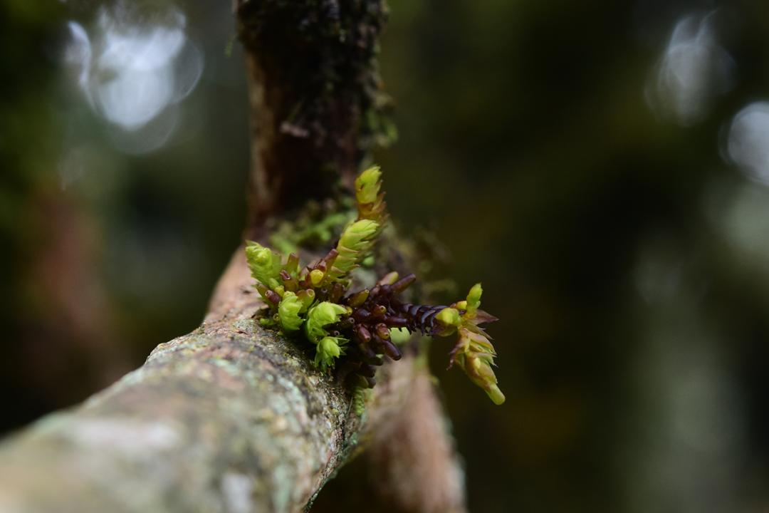 吃毒菇、睡蛇窝，只为挖一堆草，这个重庆博士要做当代神农