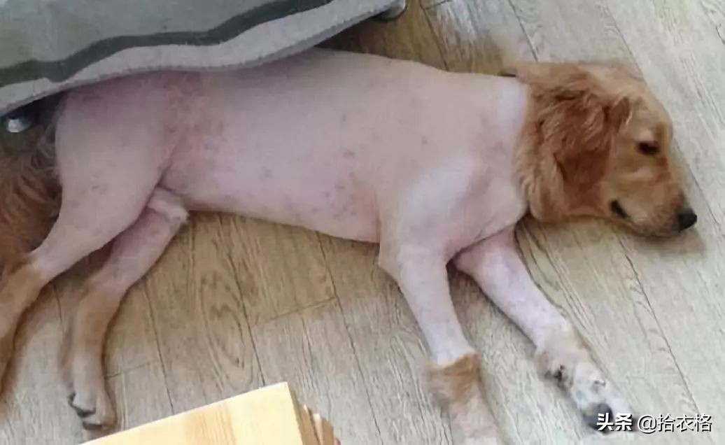 为抢玩具狗子跳起电臀舞！这么搞笑的屁屁可以看一年