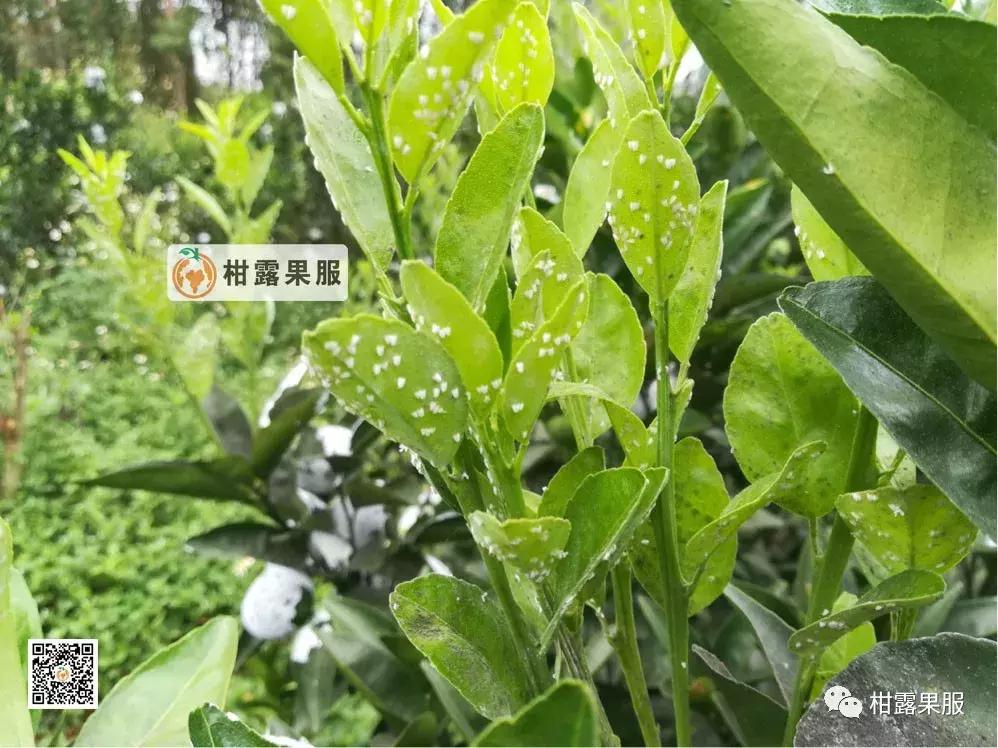 柑橘的常见病虫害和预防方法,柑橘新叶卷曲是什么虫害如何防治