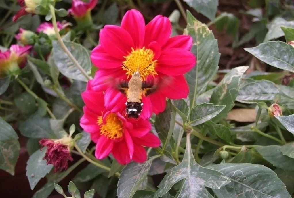 比葫芦蜂大的野蜂,葫芦蜂和虎头蜂