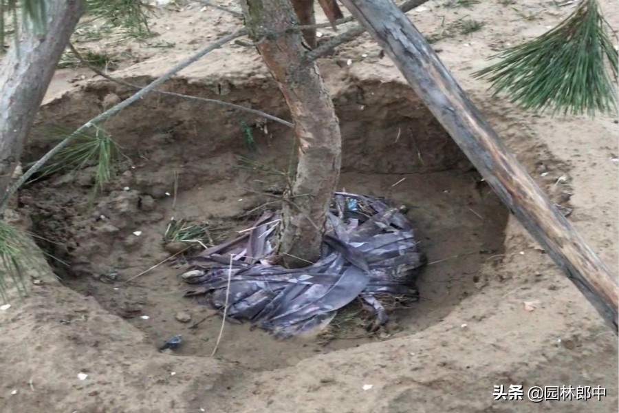 树木移植后叶子蔫了还会发芽吗,移植树木为何发芽又枯萎