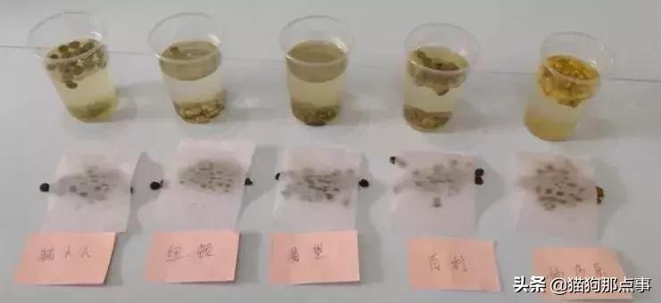 渴望六种鱼猫粮真假对比图,猫粮测评哪个最靠谱