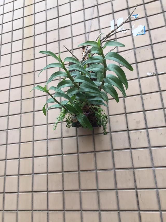 水质酸碱度变化对兰寿的影响,水质的多少对植物幼苗的影响