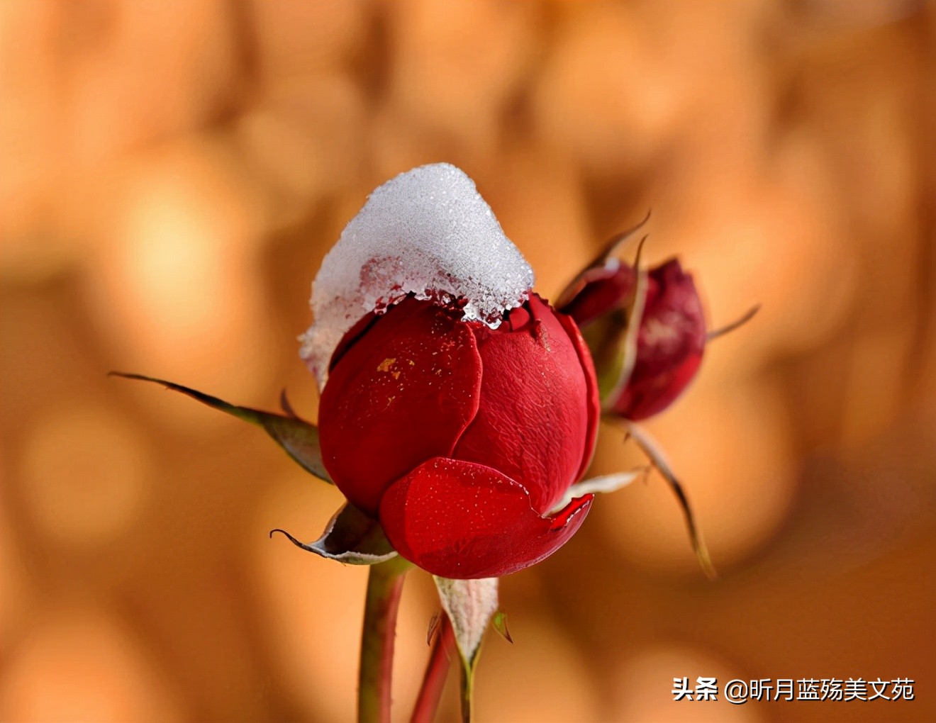 真爱难忘记，我牵挂你一生