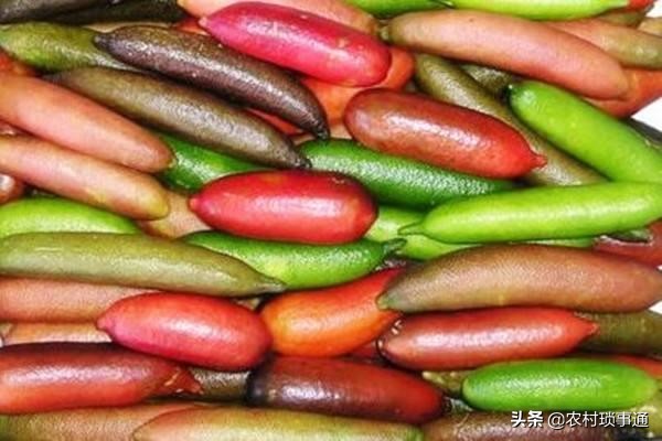 果中的“鱼子酱”，味道怪异惹人爱，一斤卖400元，解酒效果好