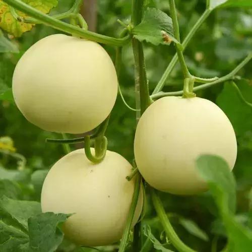 如何挑选又甜又好的黄香瓜,教你怎样挑出香甜可口的香瓜