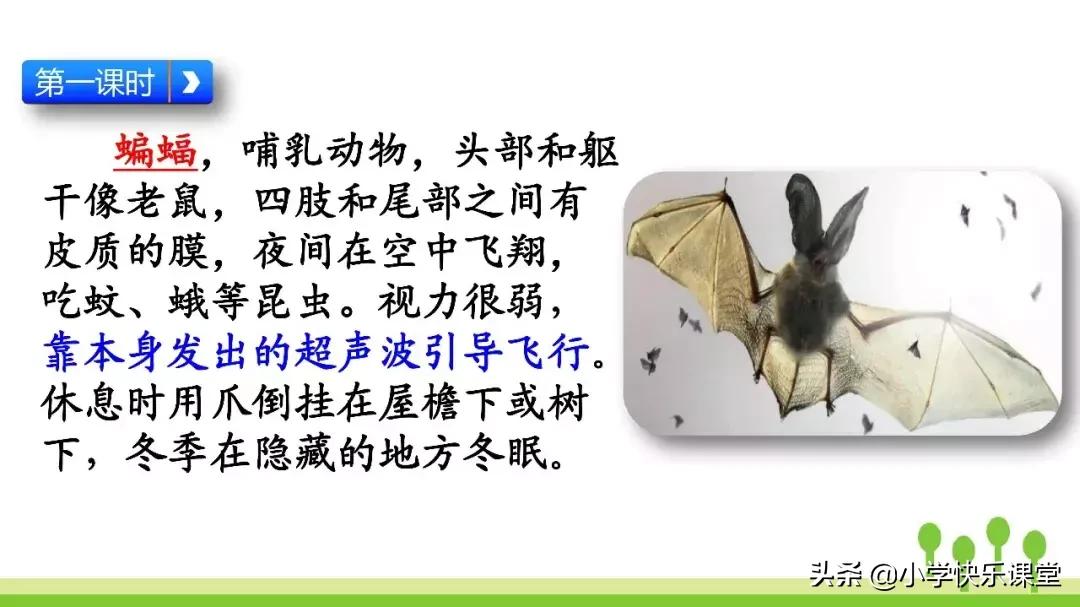 四年级上册语文蝙蝠和雷达课后题,部编版四年级上册语文蝙蝠和雷达