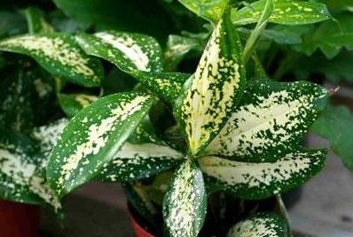 鲜花插花技巧专业术语,插花常见鲜花名称大全