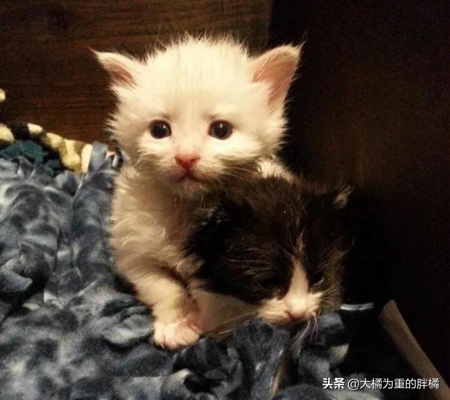 两只猫被收养后的幸福生活,两只流浪猫被收养后的幸福生活