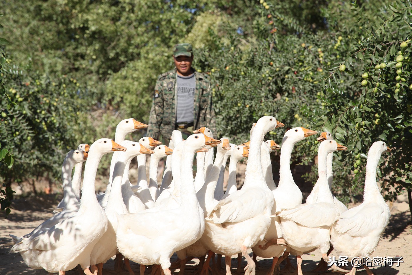 吃新疆美食看新疆自然景观,品尝新疆美食内地