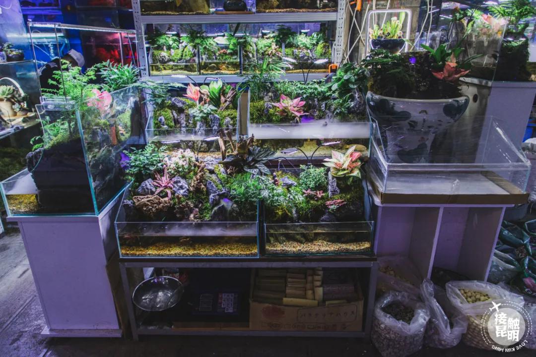 逛逛园博花鸟市场,园博花鸟市场攻略