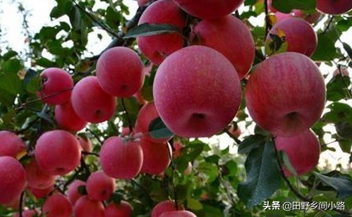 种植苹果树的管理技术,苹果树怎么种植视频