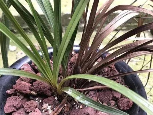 兰花怎么避免黑根腐烂,兰花烂根黑腐什么原因