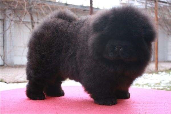 纯种松狮幼犬特征有哪些,如何挑选纯种松狮犬