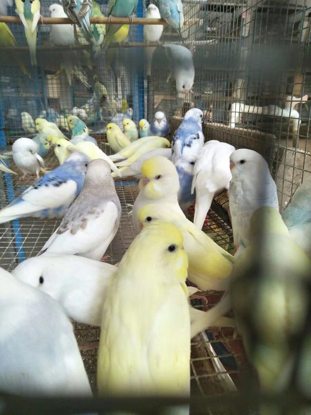 金刚鹦鹉和葵花鹦鹉智商,葵花鹦鹉和灰机鹦鹉哪个聪明