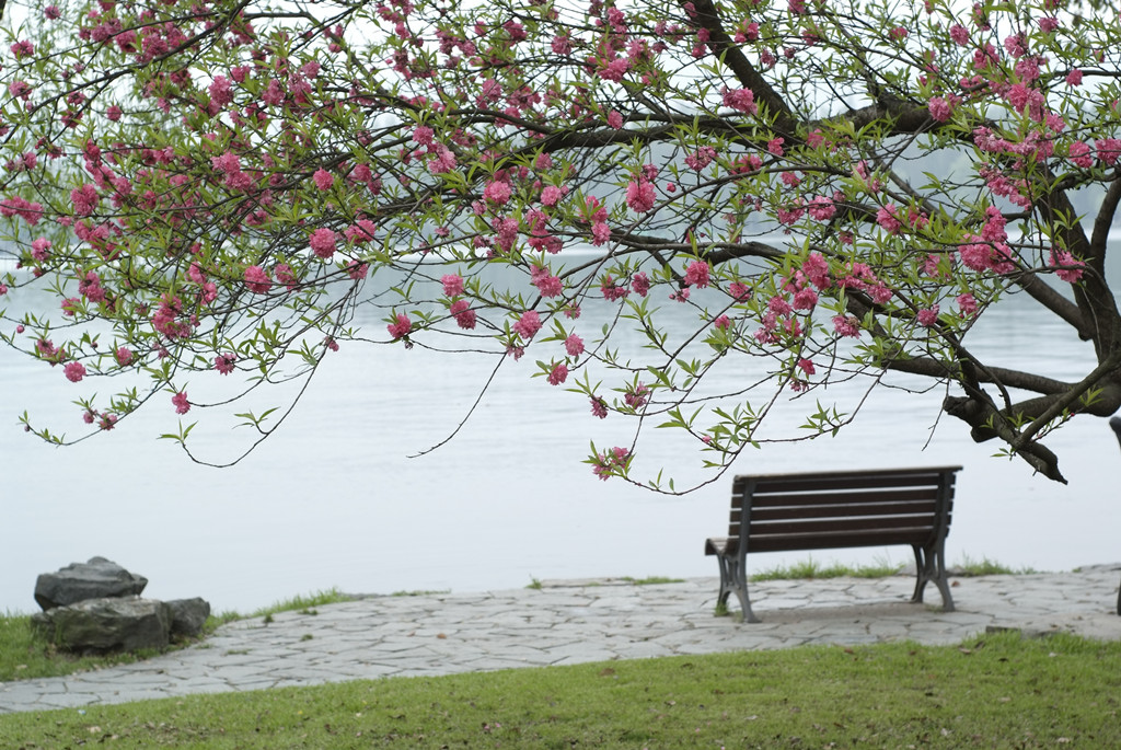 浙江杭州西湖苏堤冬景图片,杭州西湖风景名胜区苏堤