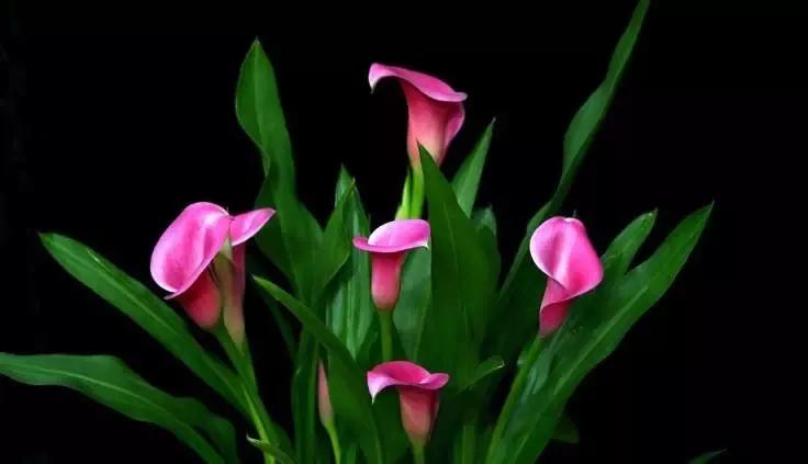 开玩笑送什么花合适呢,各种场合应该送什么花