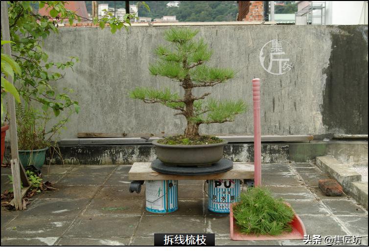 黑松盆景造型实例图解 (小型黑松造型盆景)