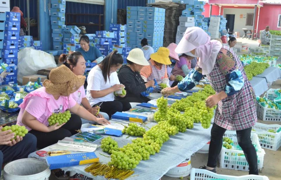 阳光玫瑰葡萄多少年的好,阳光玫瑰葡萄怎么样才是最好的